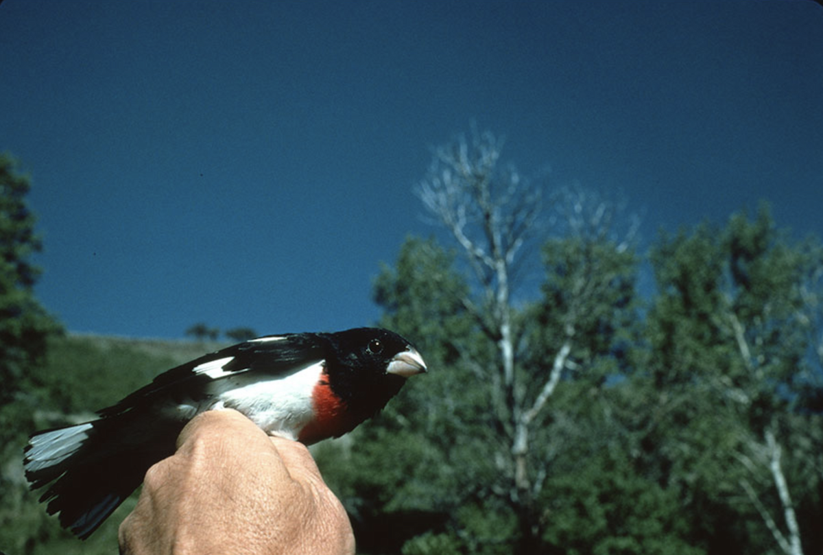 Rose-breasted Grosbeak - ML393432781