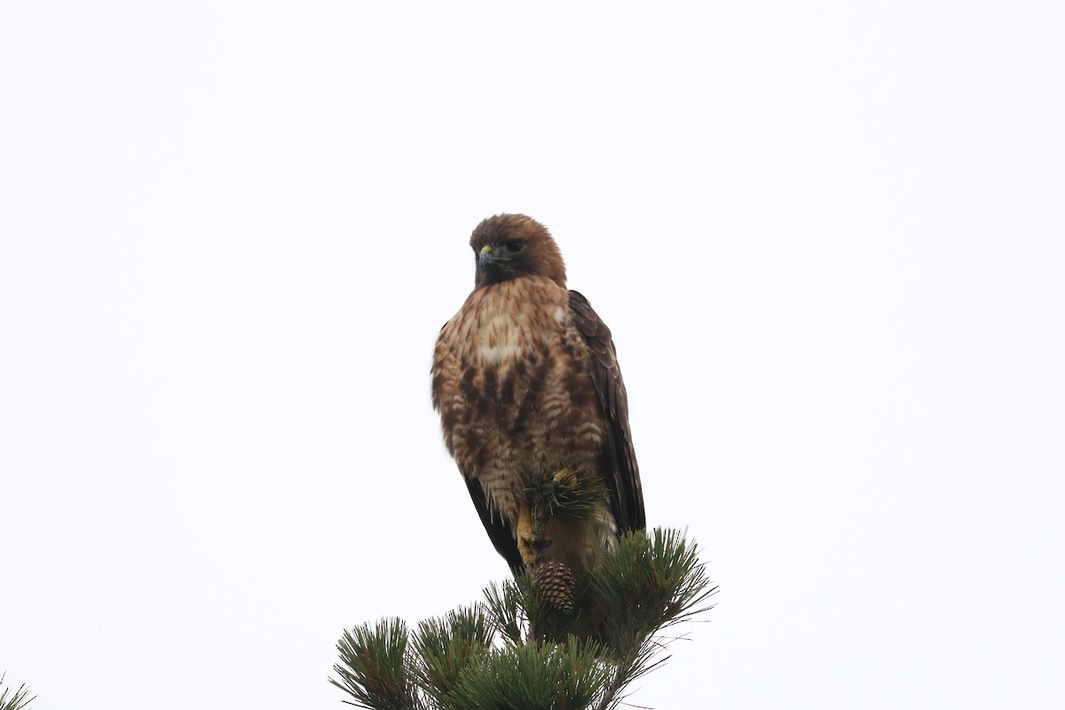 Red-tailed Hawk - ML393433161