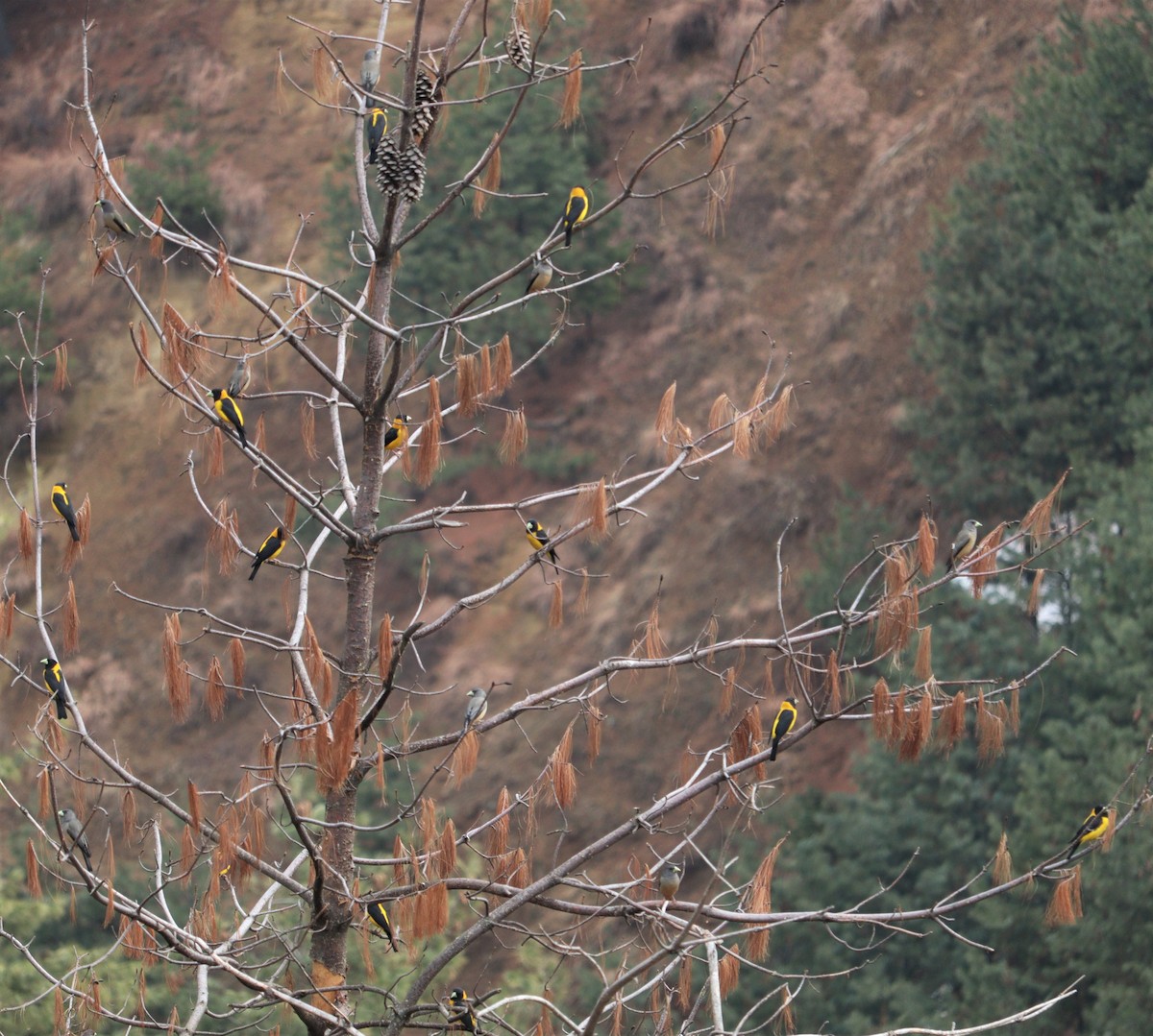 Black-and-yellow Grosbeak - ML393433991