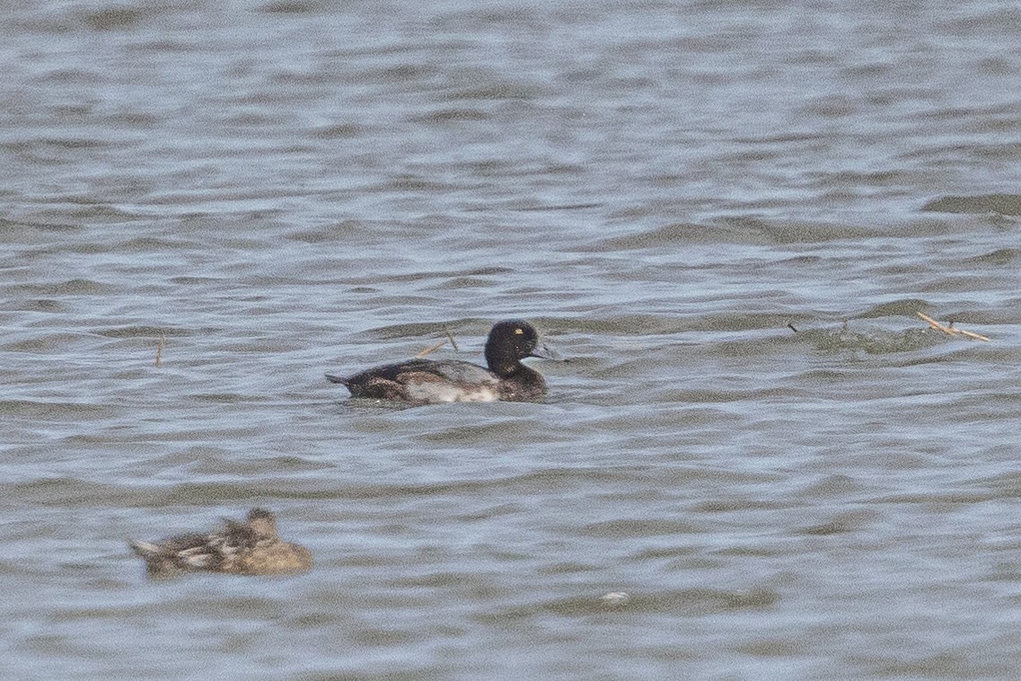 Greater Scaup - ML393434191