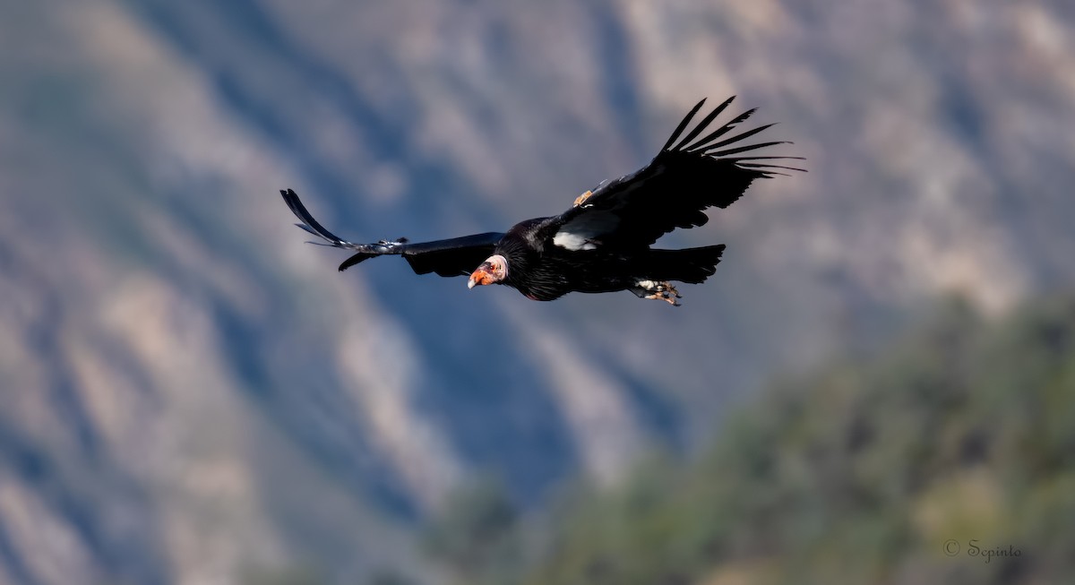 California Condor - Shailesh Pinto