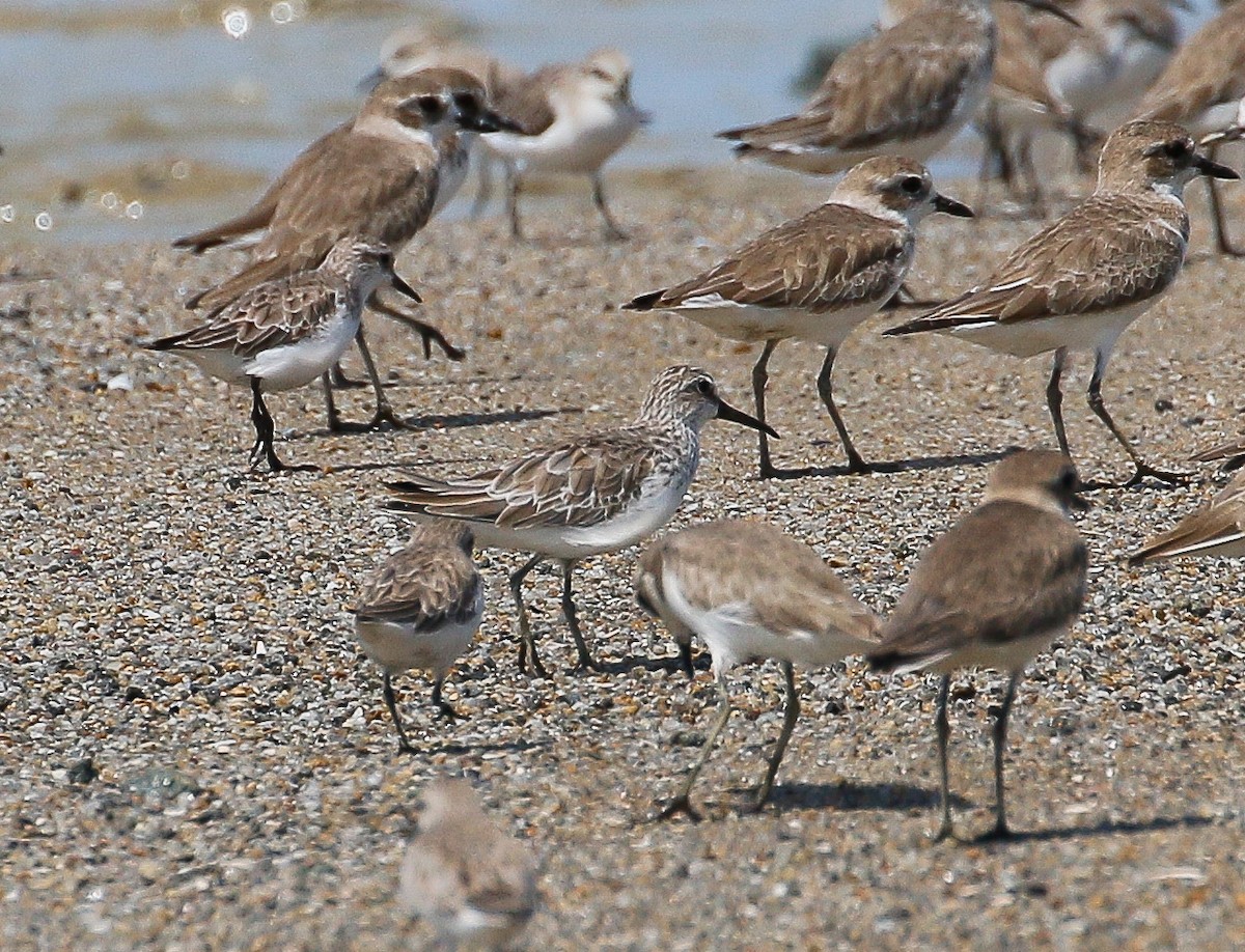 Broad-billed Sandpiper - Neoh Hor Kee