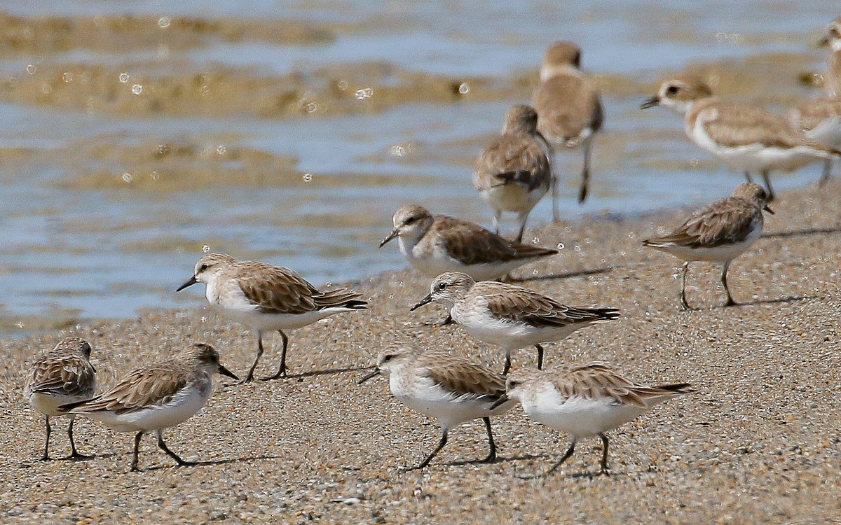 Red-necked Stint - ML393435671