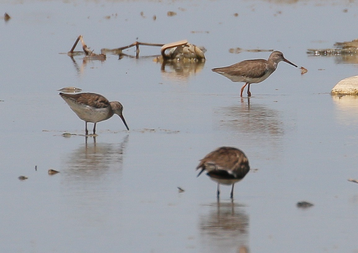 Common Redshank - ML393435801