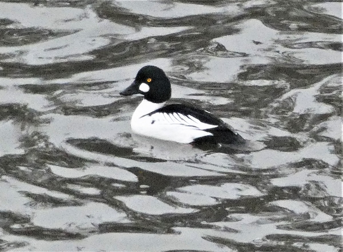 Common Goldeneye - ML393436031