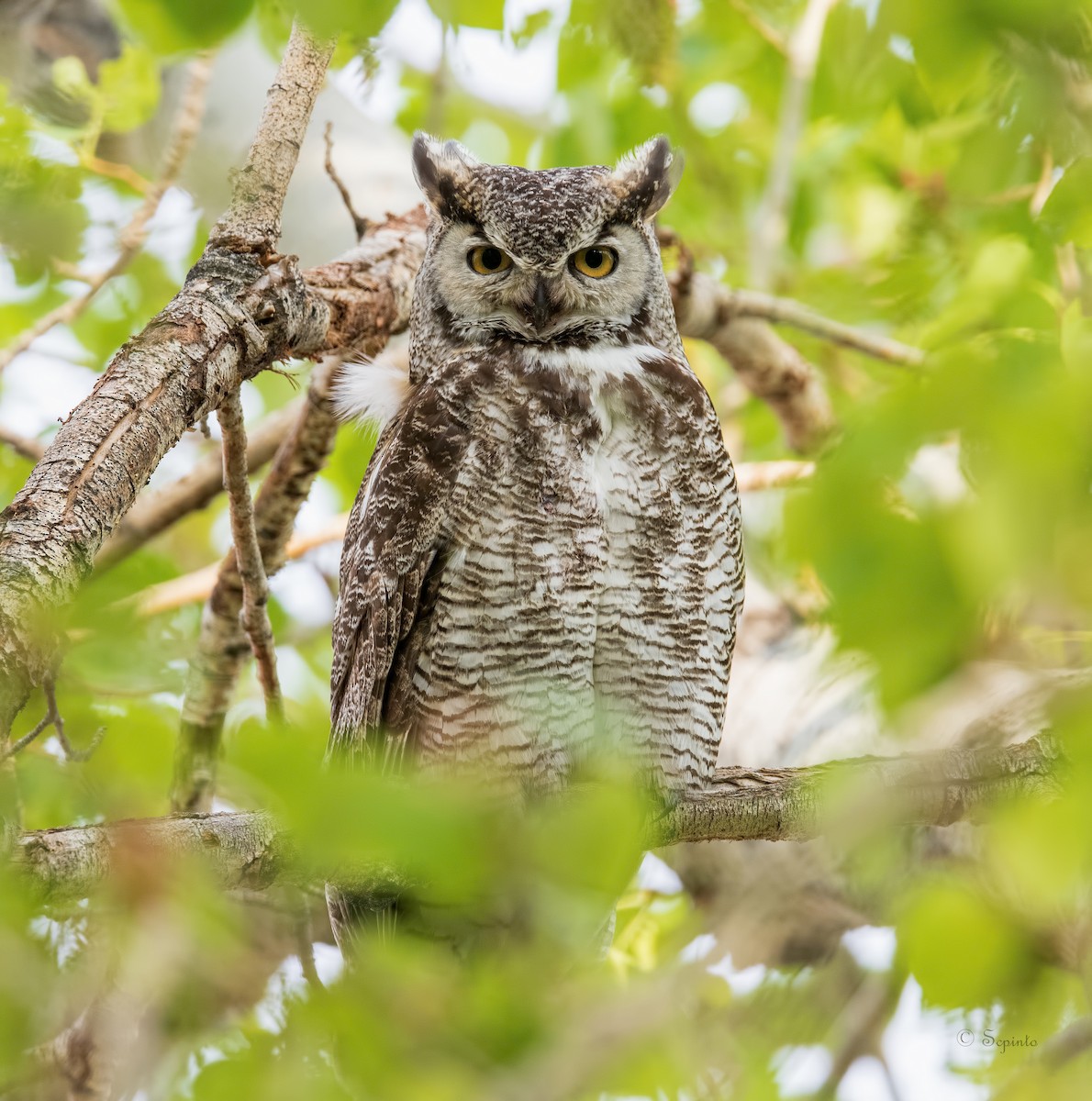 Great Horned Owl - ML393436201