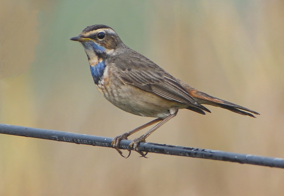 Bluethroat - ML393436611