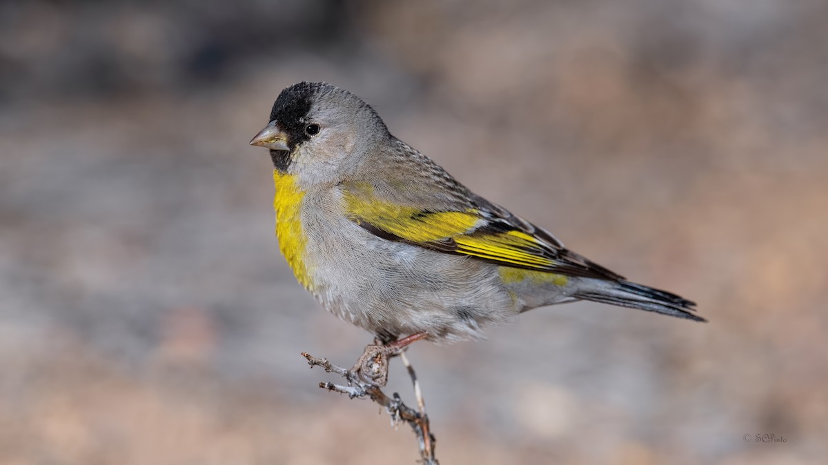 Lawrence's Goldfinch - Shailesh Pinto