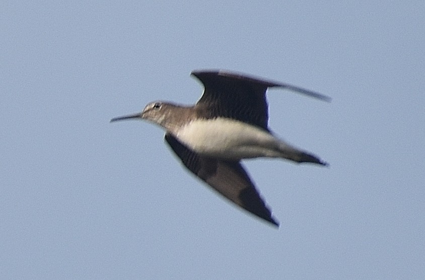 Green Sandpiper - Utsav Biswas