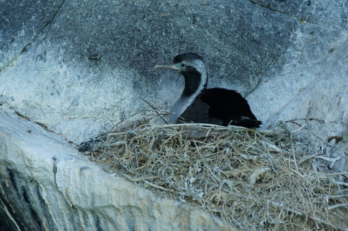 Spotted Shag - ML393438751