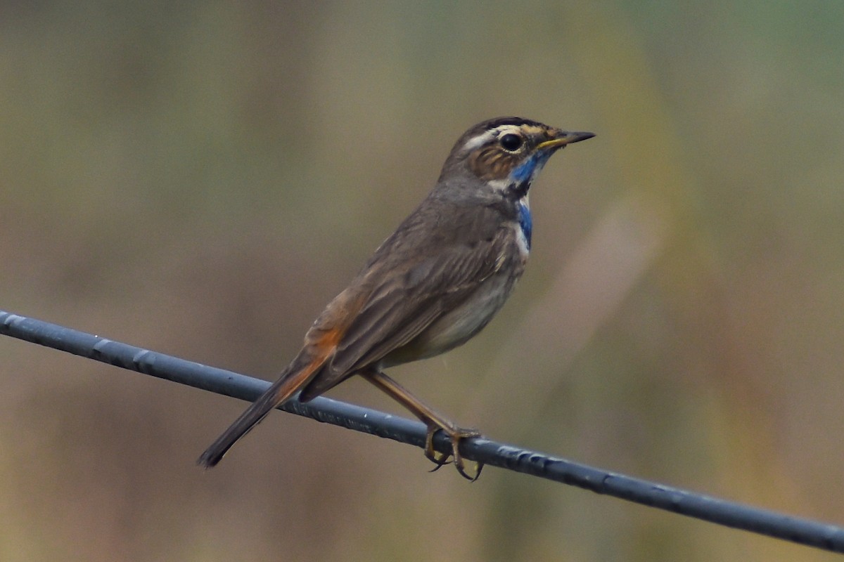 Bluethroat - ML393439851