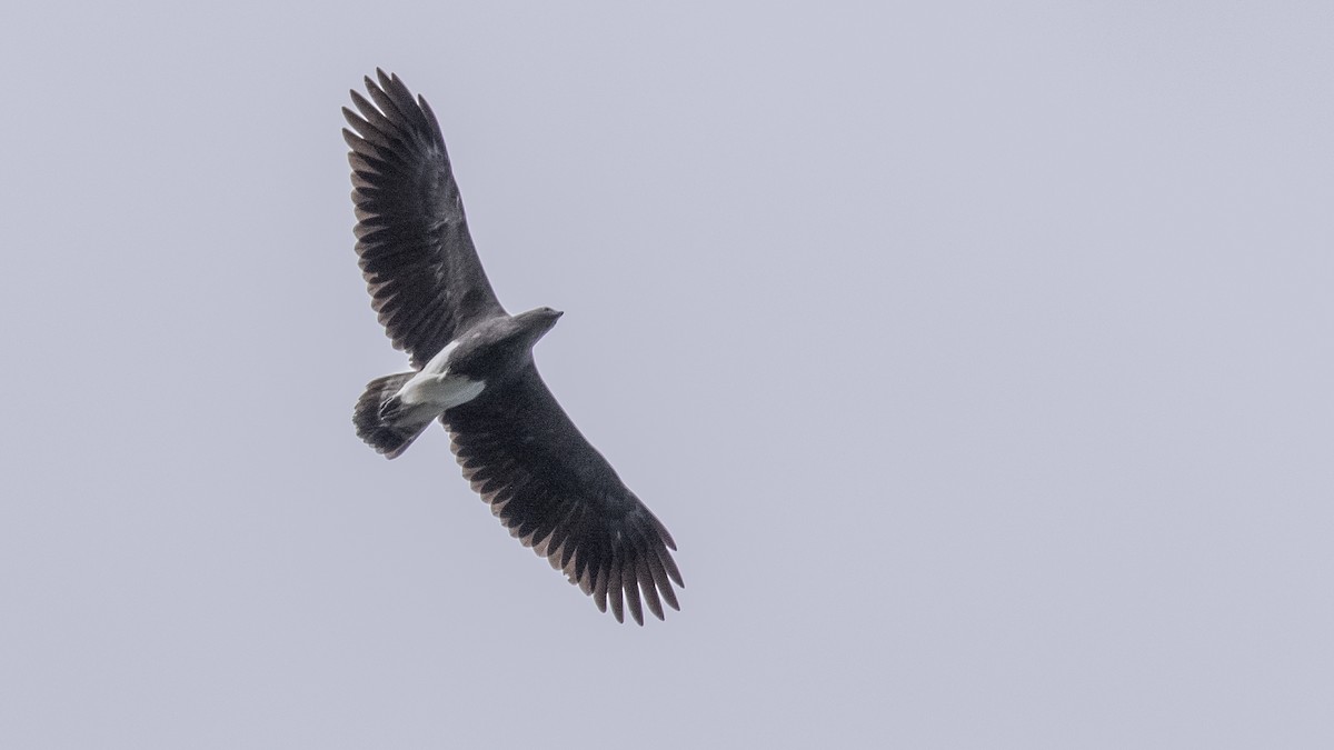 Lesser Fish-Eagle - ML393442591