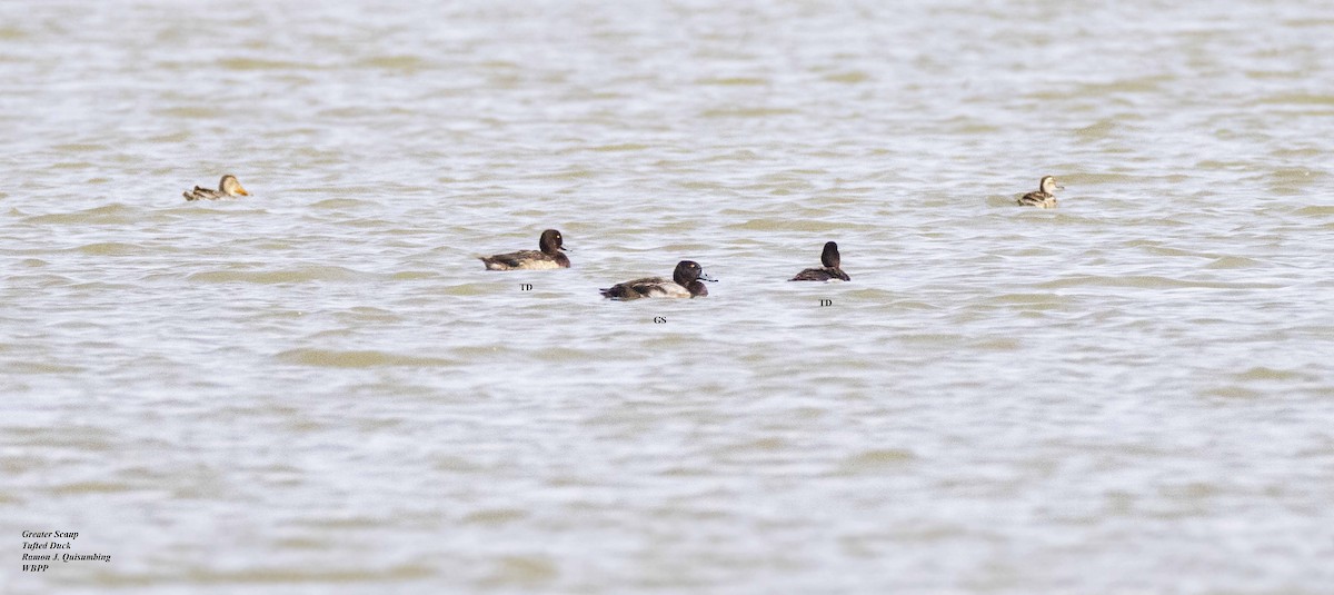 Greater Scaup - Ramon Quisumbing