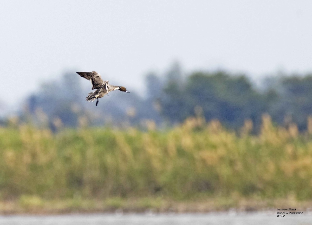 Northern Pintail - Ramon Quisumbing