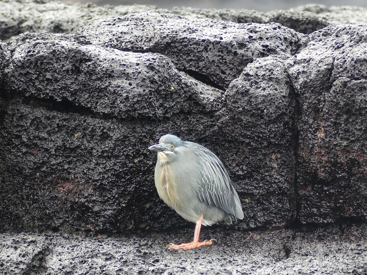 Lava Heron - ML393445811