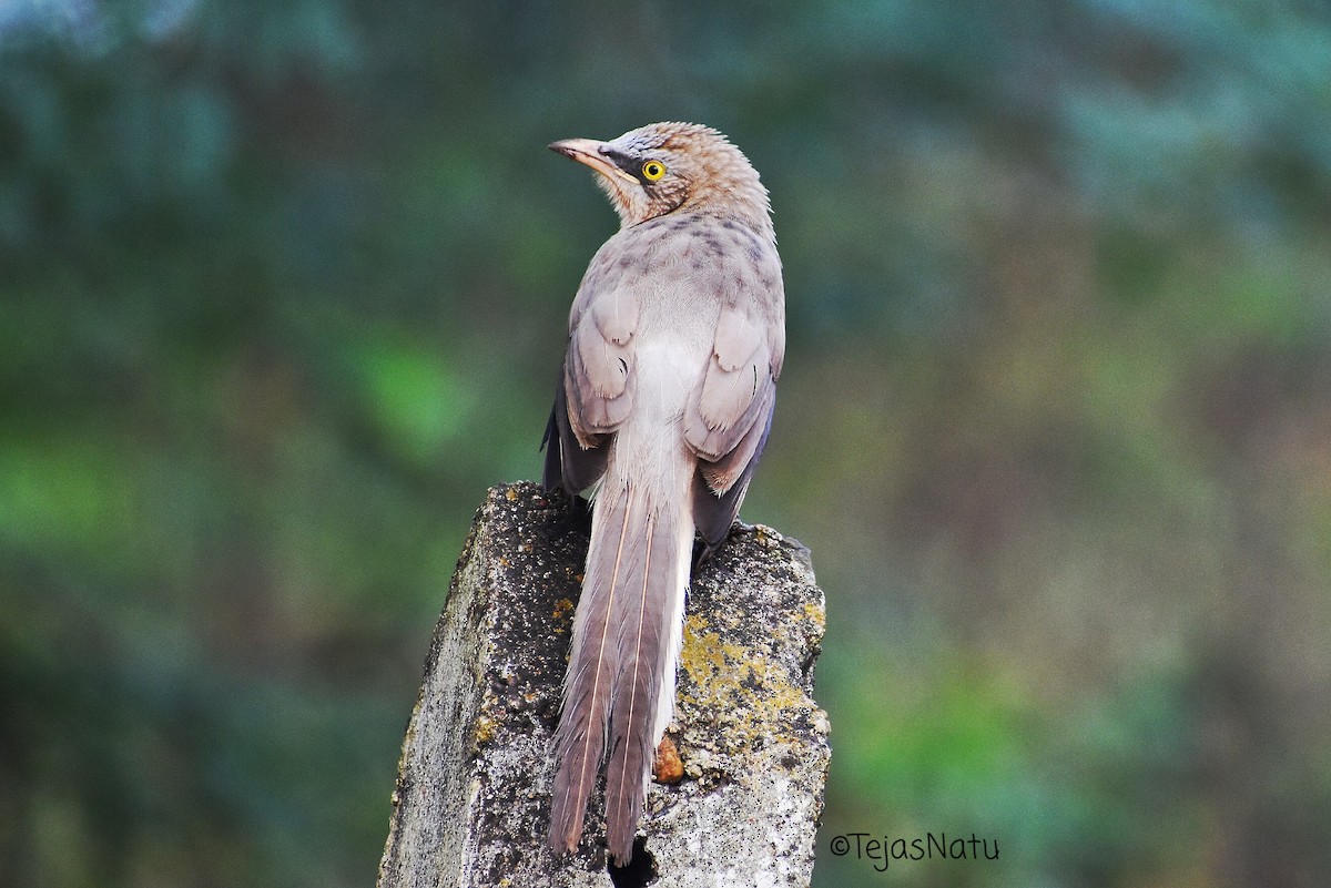 Large Gray Babbler - ML393445831