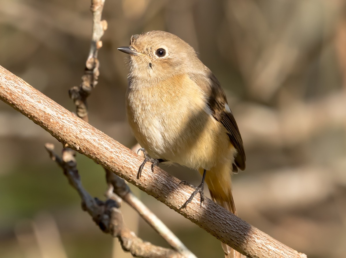 Daurian Redstart - ML393445951