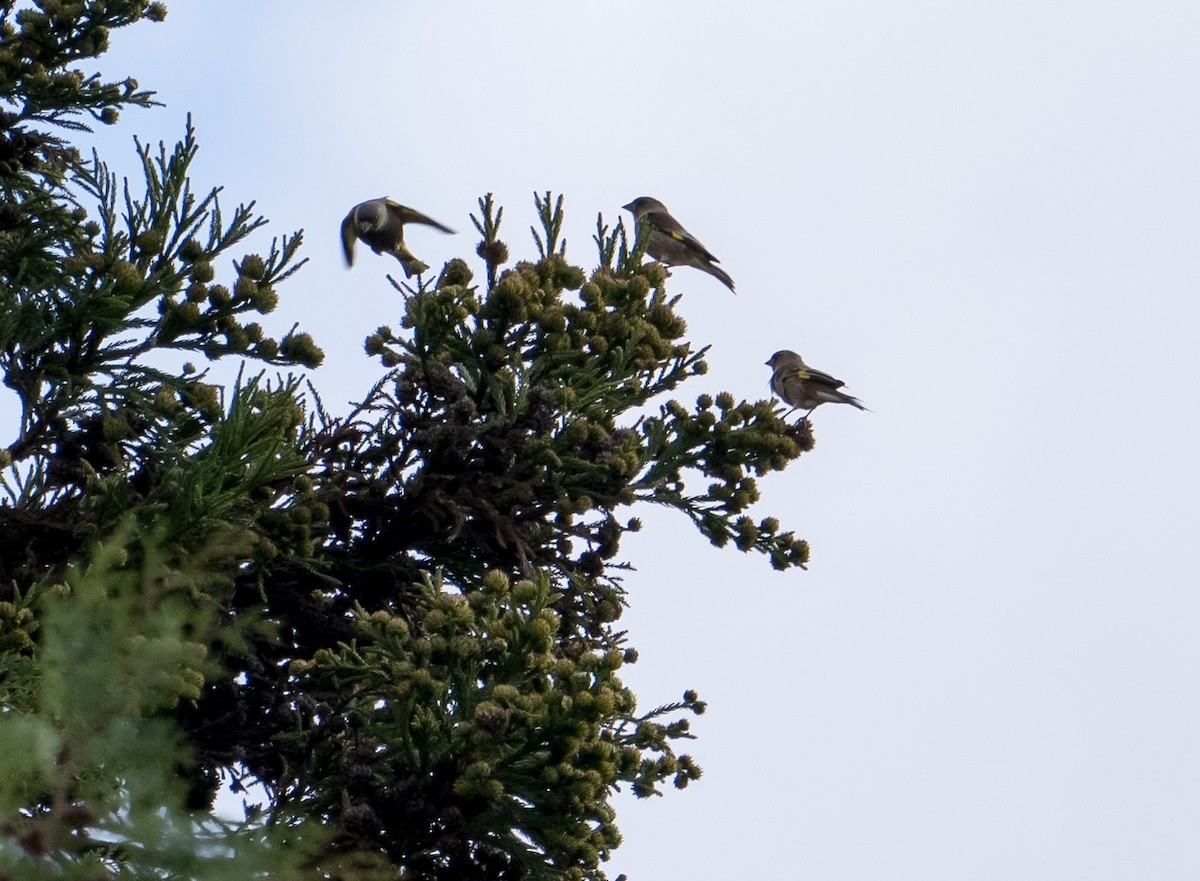Oriental Greenfinch - ML393445961