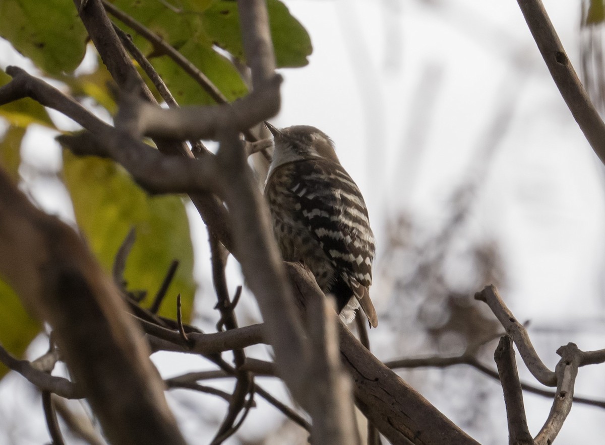 Japanese Pygmy Woodpecker - ML393445981