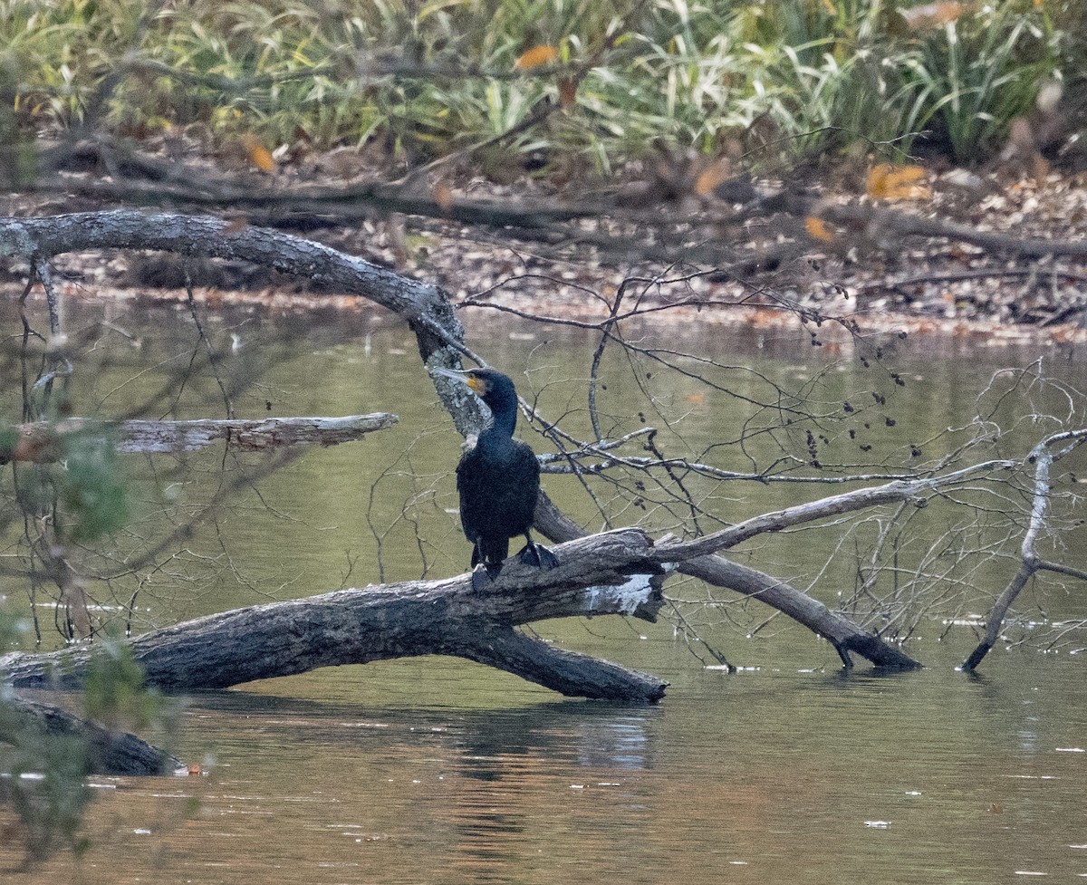 Great Cormorant - ML393445991