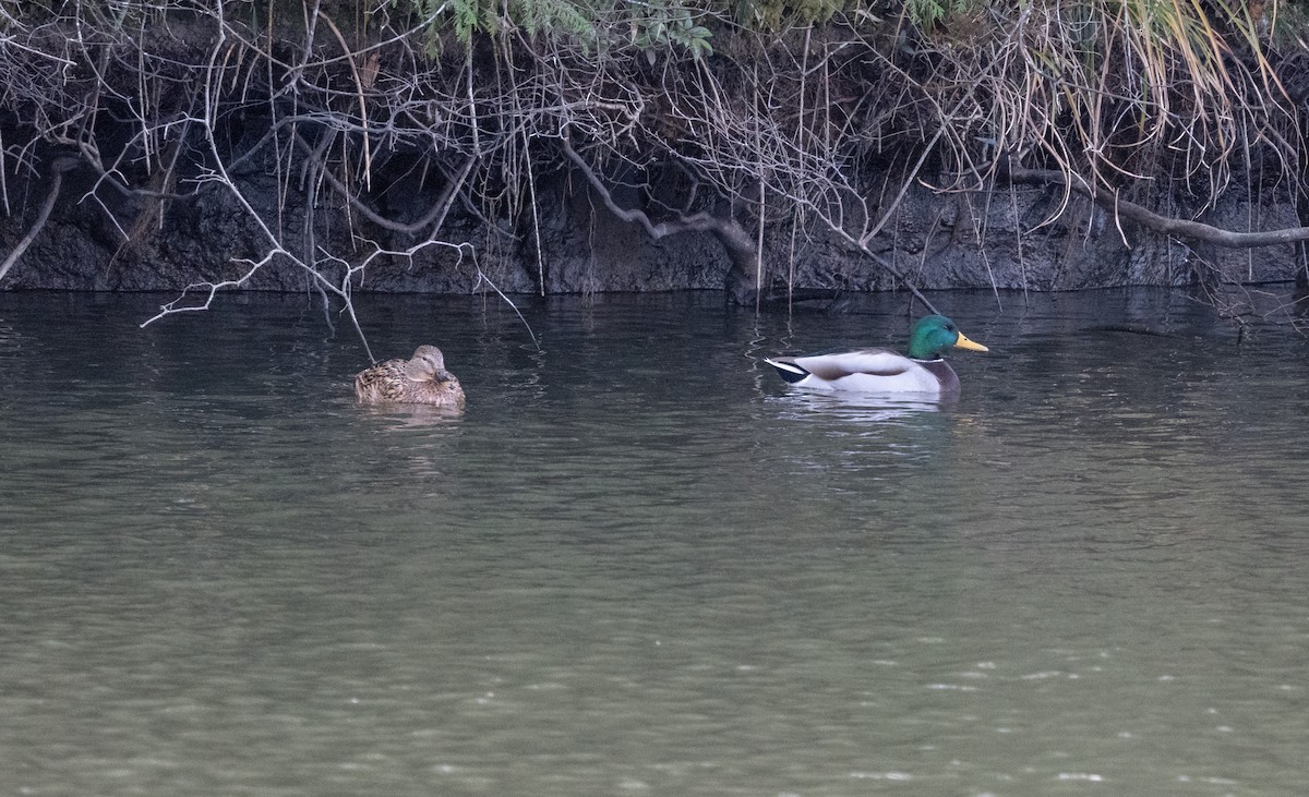 Mallard - ML393446001