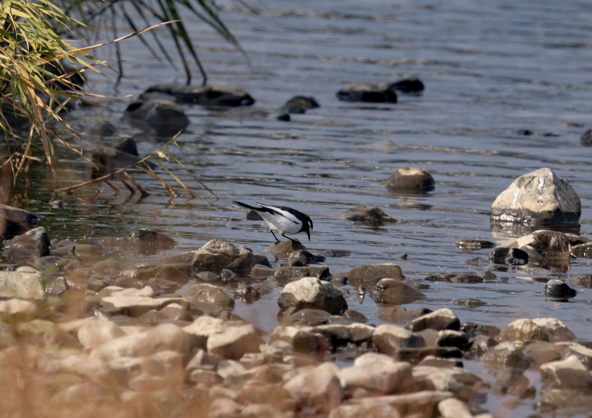 Japanese Wagtail - ML393446041