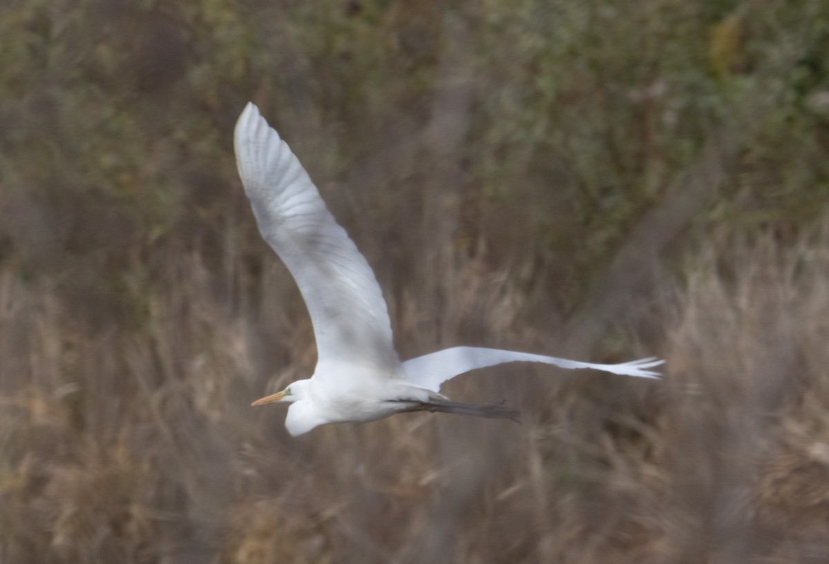 Great Egret - ML393446051