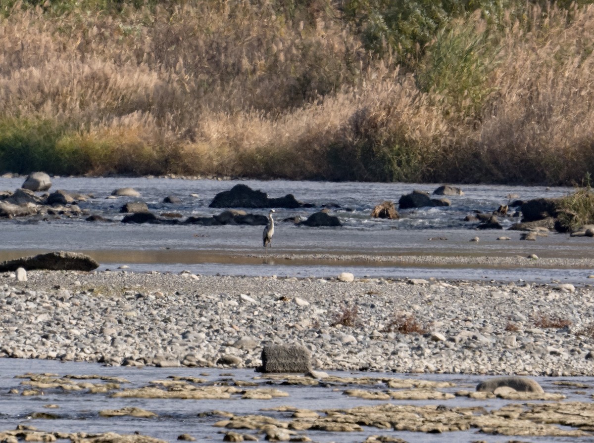 Gray Heron - ML393446061