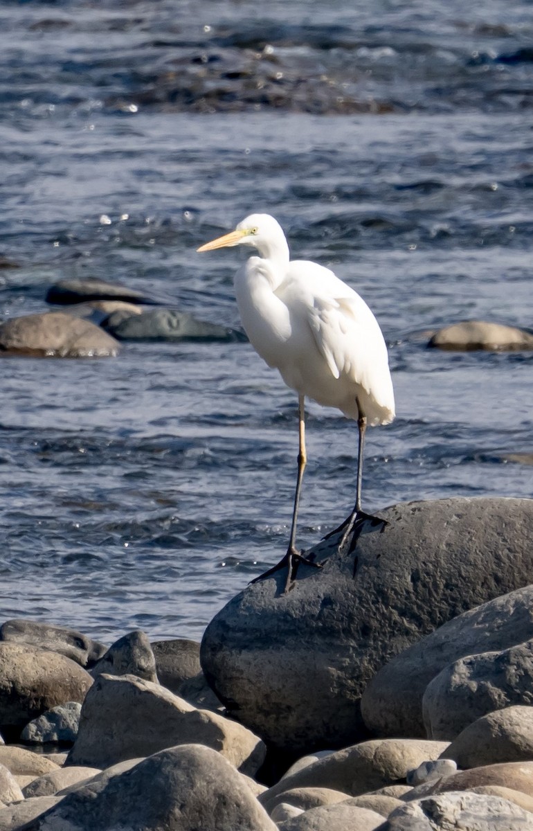 Great Egret - ML393446071