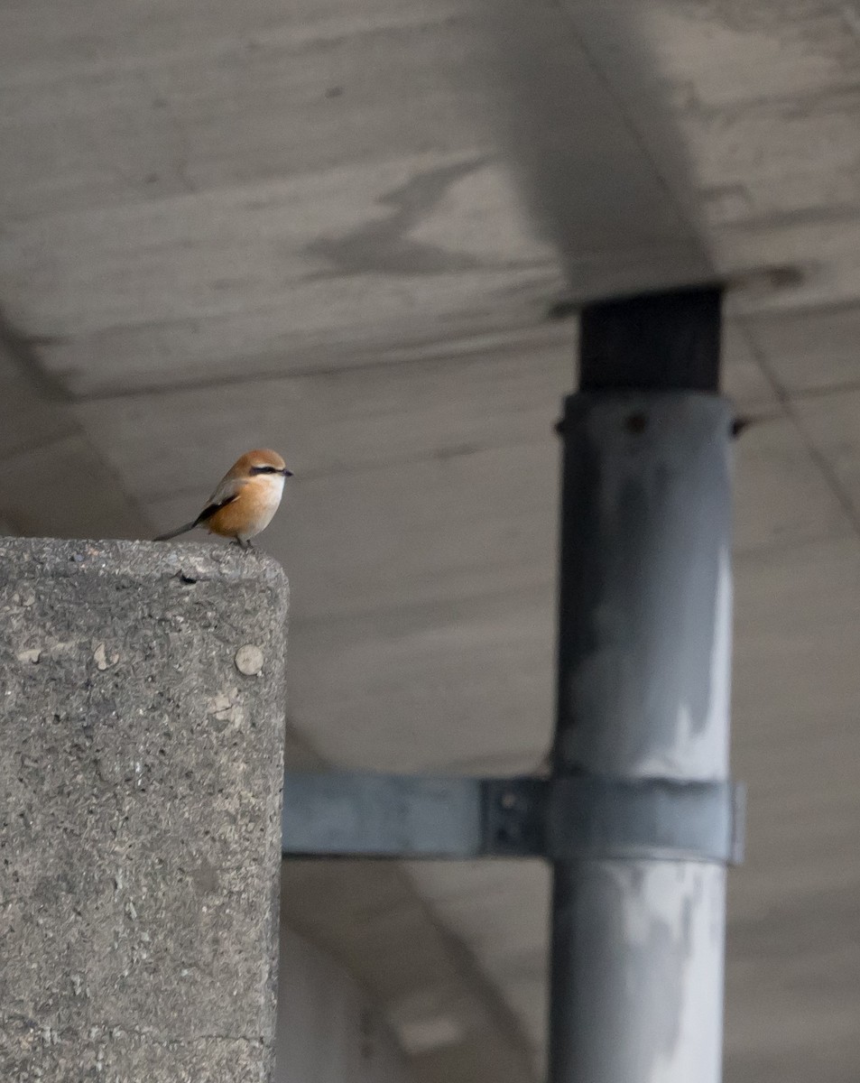 Bull-headed Shrike - ML393446111