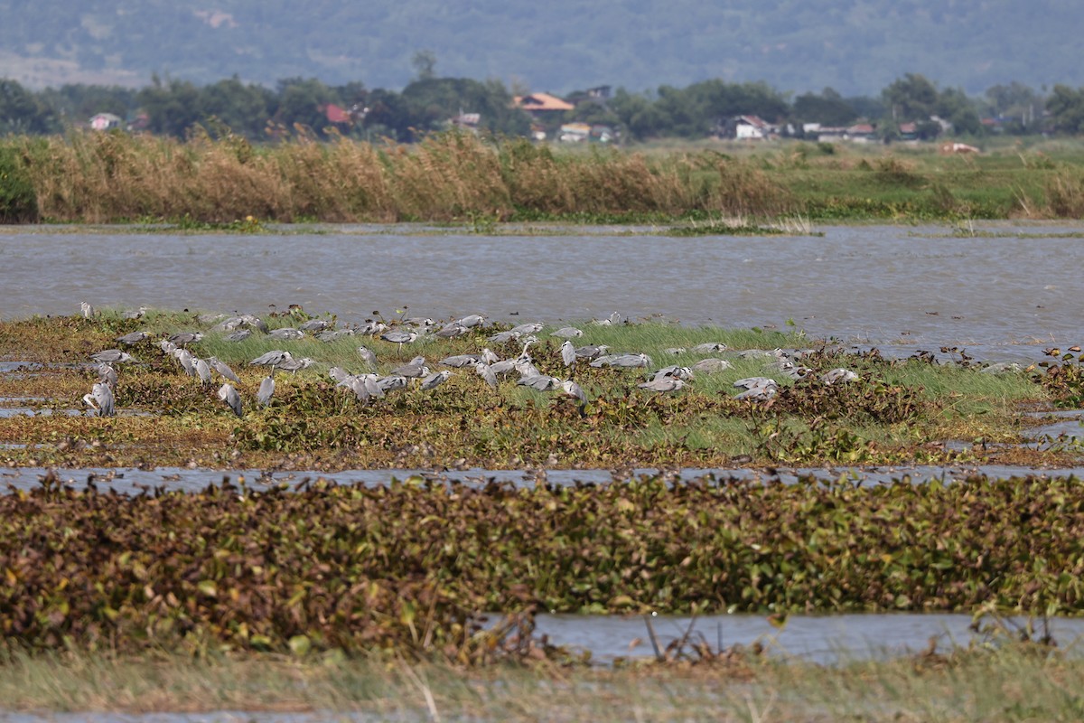 Gray Heron - ML393446851