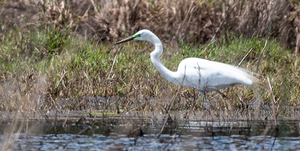 Great Egret - ML393448521