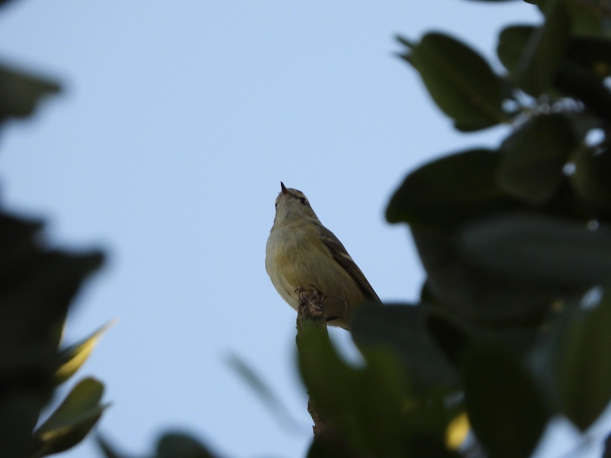 Hume's Warbler - Itay Berger