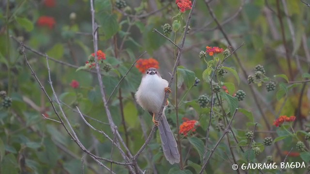 Yellow-eyed Babbler - ML393451331