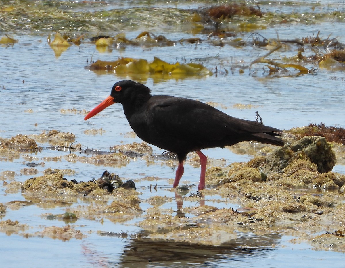 Sooty Oystercatcher - ML393451601