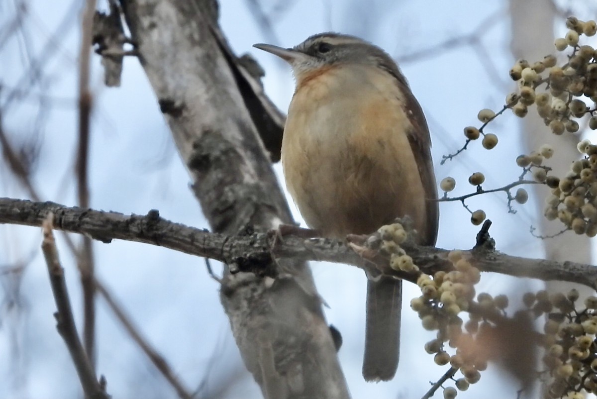 Carolina Wren - ML393451751