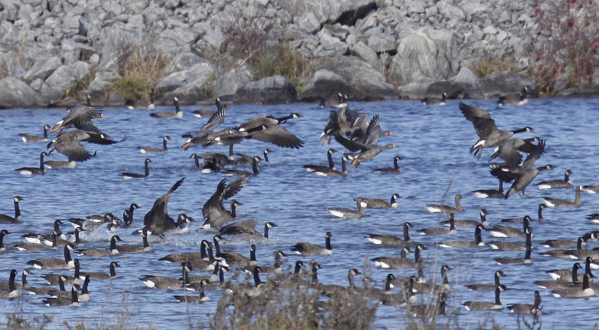 Greater White-fronted Goose - ML39345191