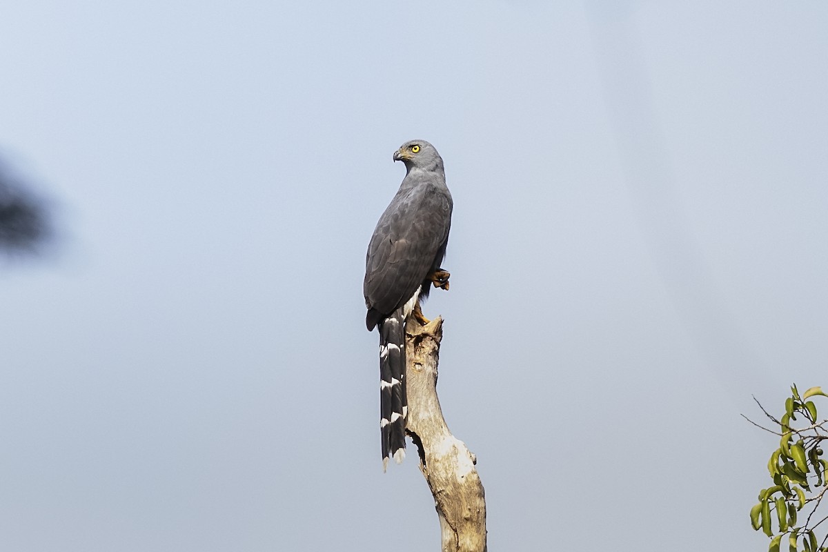 Long-tailed Hawk - ML393452221