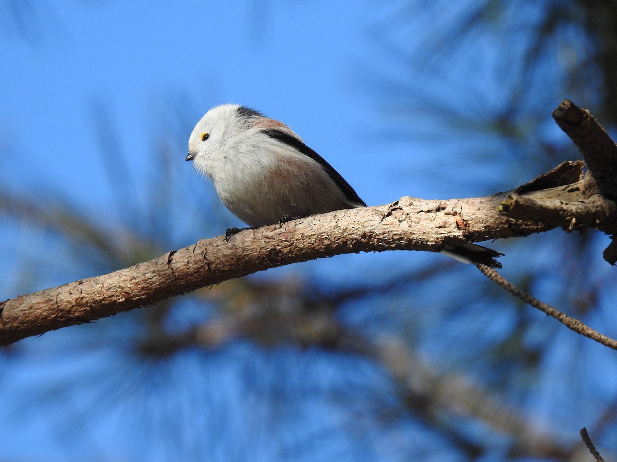Long-tailed Tit (caudatus) - ML393452531