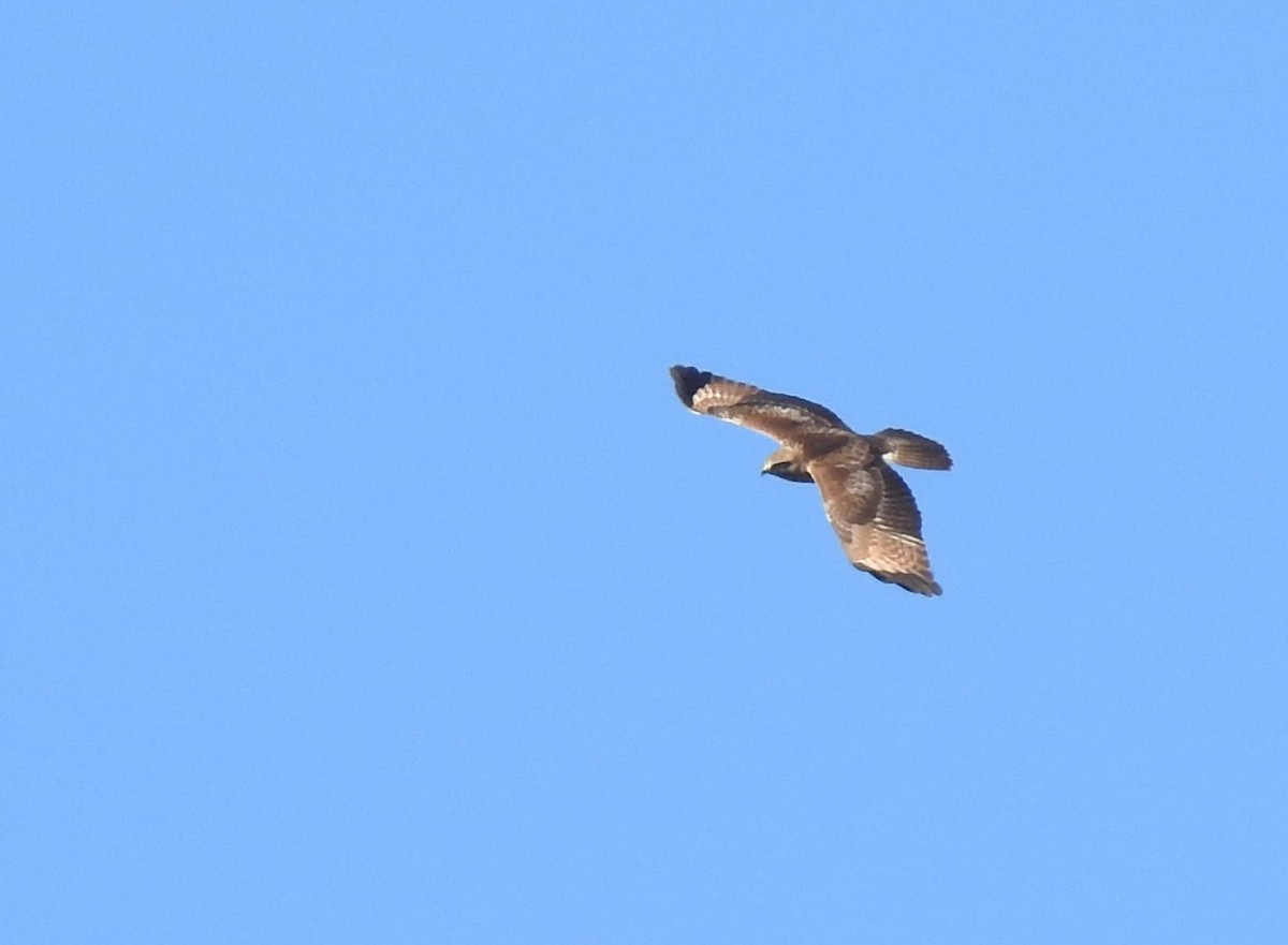 Upland Buzzard - ML393452541
