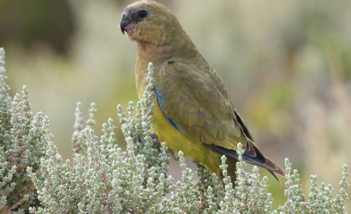 Rock Parrot - ML393452631