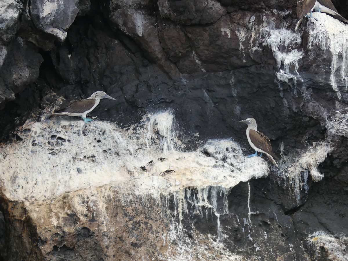 Blue-footed Booby - ML393453021