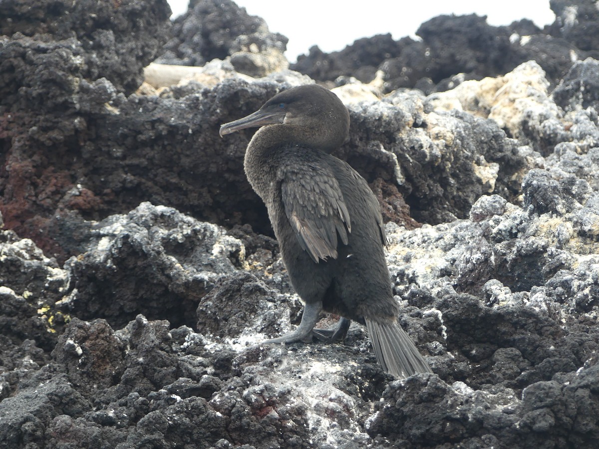 Flightless Cormorant - ML393453071