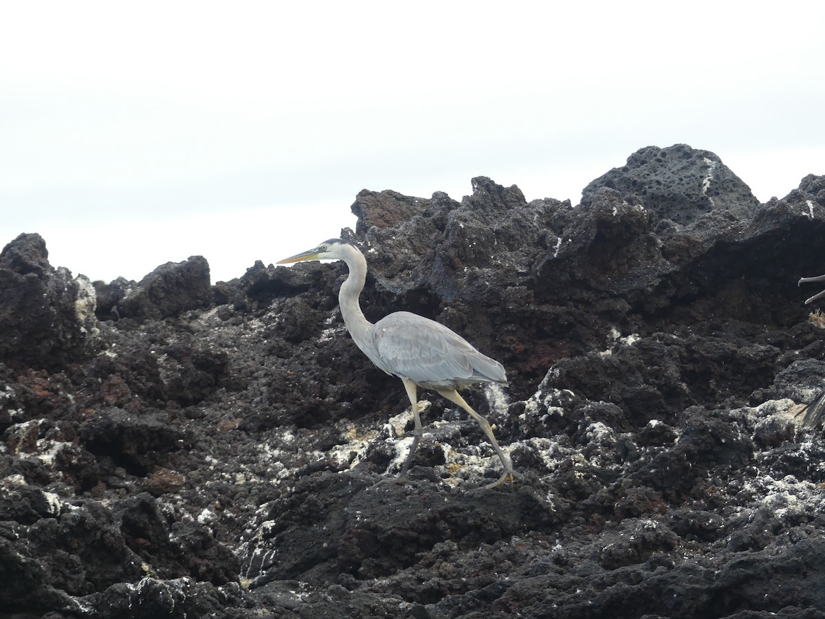 Great Blue Heron - ML393453081
