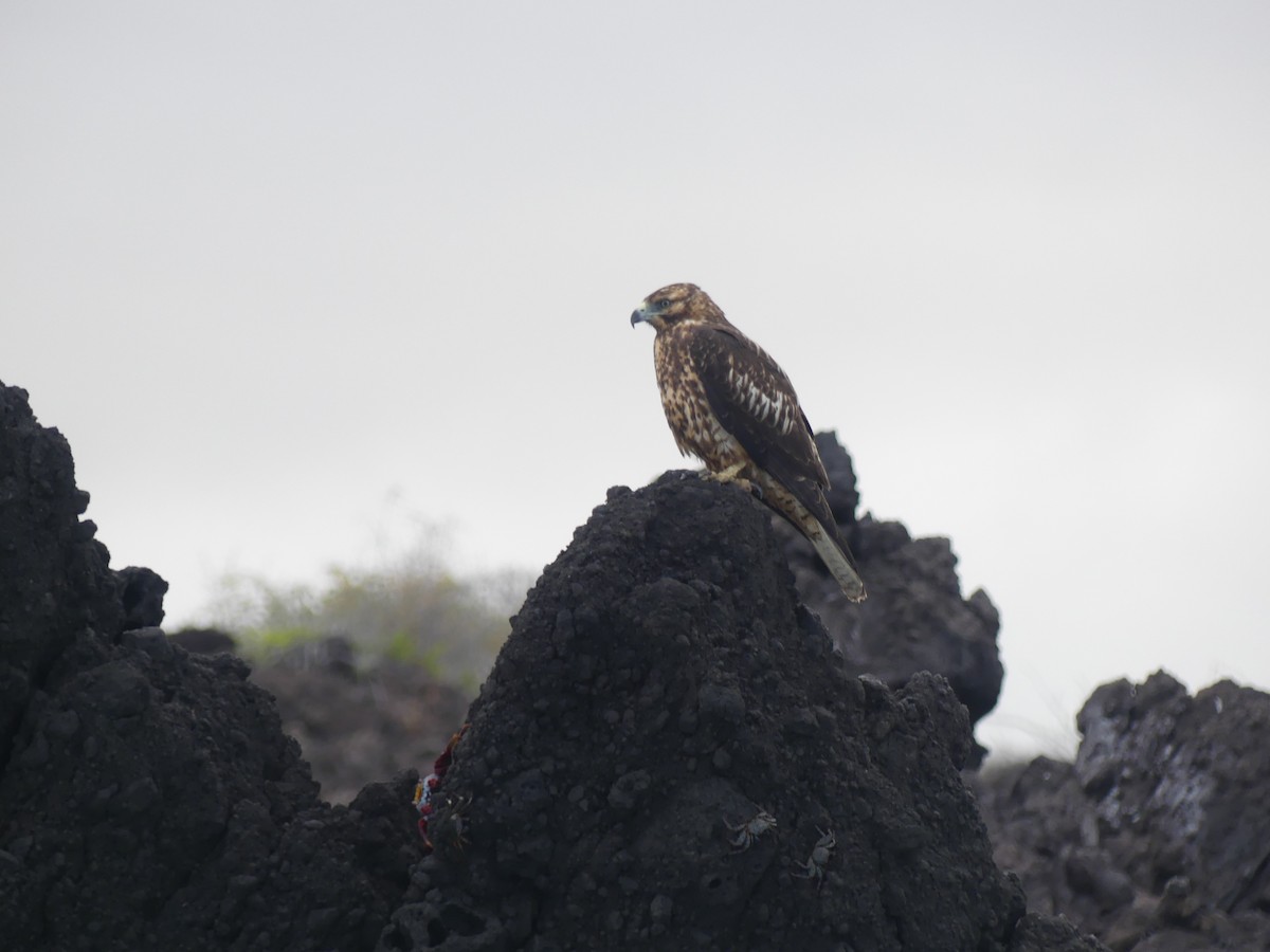 Galapagos Hawk - ML393453121