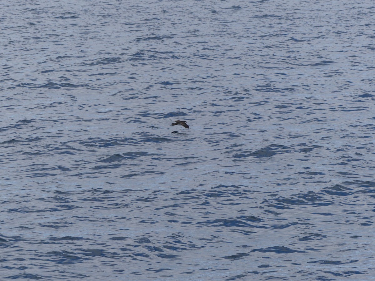 Galapagos Shearwater - ML393453691