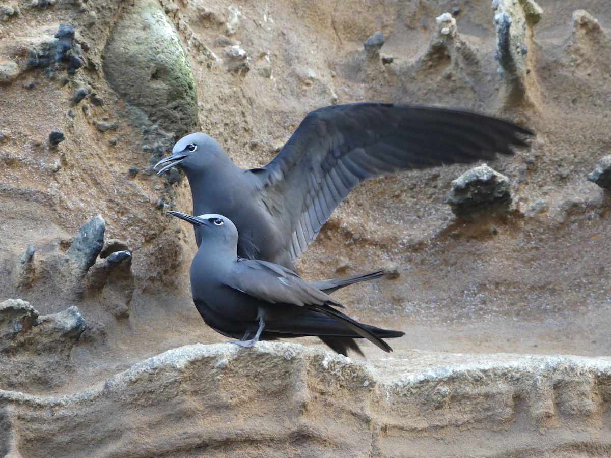 Brown Noddy - ML393454681