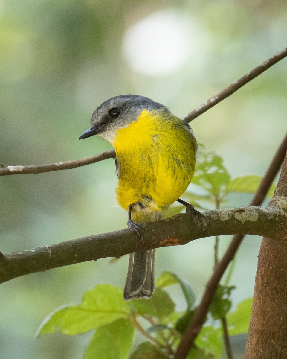 Eastern Yellow Robin - ML393454891