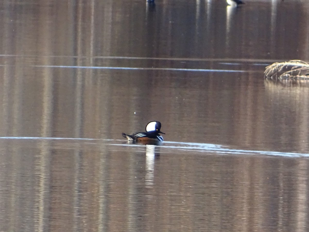 Hooded Merganser - ML393454961