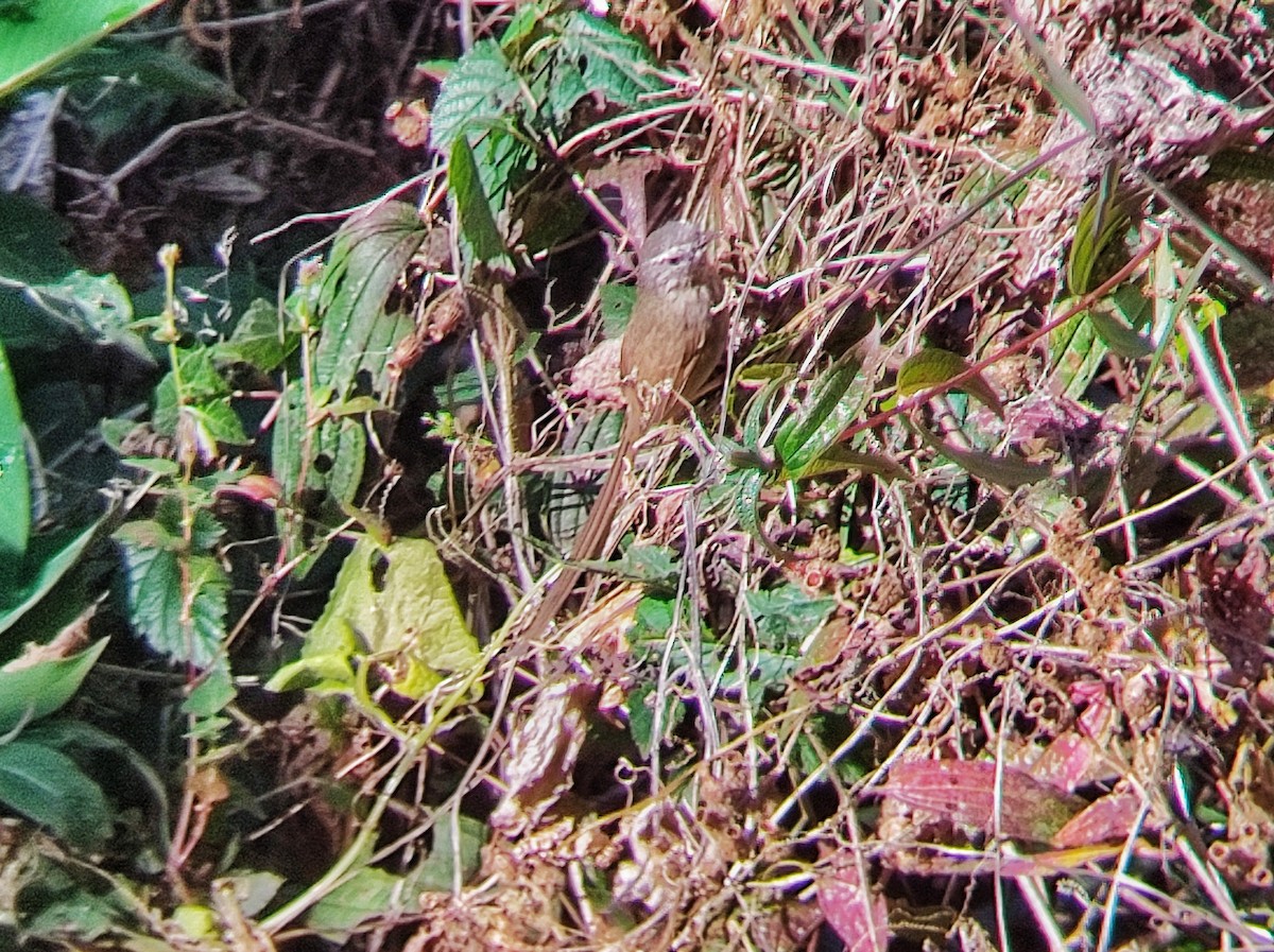 Black-throated Prinia - Asim Giri